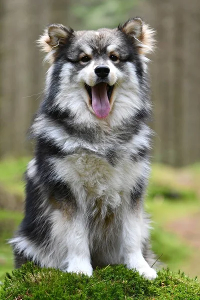 Retrato Joven Perro Lapphund Finlandés Sentado Aire Libre Bosque Bosque —  Fotos de Stock