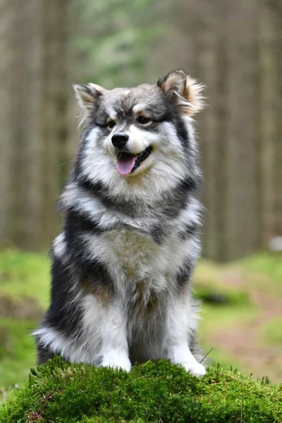 Retrato Jovem Cão Lapphund Finlandês Sentado Livre Floresta Floresta — Fotografia de Stock