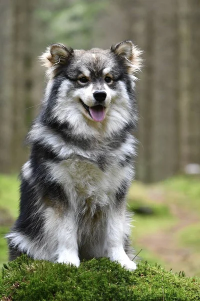 Retrato Jovem Cão Lapphund Finlandês Sentado Livre Floresta Floresta — Fotografia de Stock