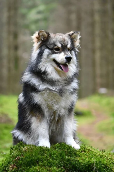 Portrait Jeune Chien Finlandais Lapphund Assis Extérieur Dans Forêt Dans — Photo