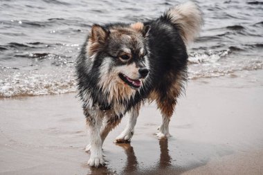 Genç bir Finli Lapphund köpeğinin plajda doğa yürüyüşü portresi