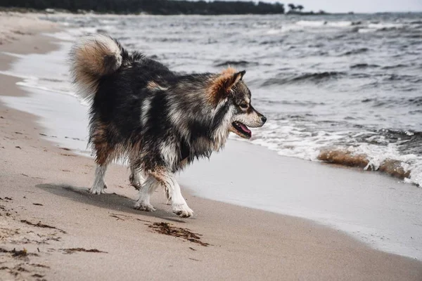 在大自然中散步的年轻的芬兰拉菲狗的画像 — 图库照片