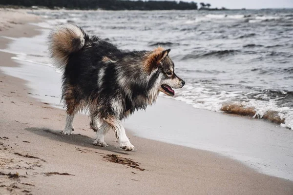 Portrait Young Finnish Lapphund Dog Walking Outdoors Nature — Stock Photo, Image