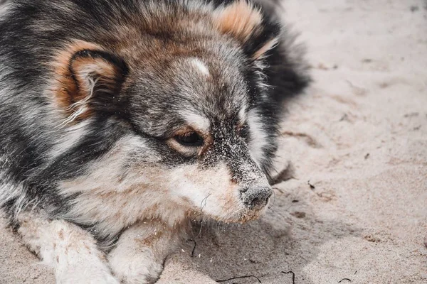 芬兰一只幼小的拉菲狗在海滩上的户外肖像画 — 图库照片