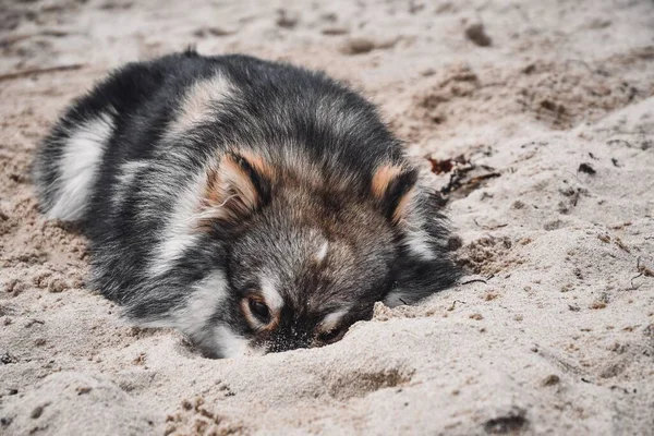 ビーチで自然の中で若いフィンランドのラップランド犬の肖像画 — ストック写真