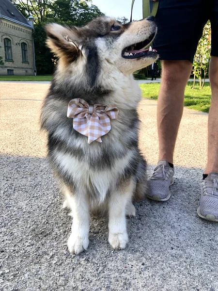 蝶ネクタイをしながら公園の屋外に座っている若いフィンランドのラップランド犬の肖像画 — ストック写真