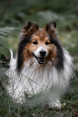 Bir Sheltie Shetland çoban köpeğinin portresi ormanda ya da ormanda yatıyor.