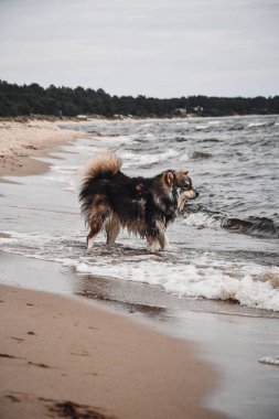 Plajda açık havada oynayan genç bir Fin Lapphund köpeğinin portresi.