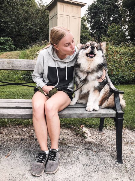 Portrait of a woman trying to kiss a Finnish Lapphund dog on a bench in the park