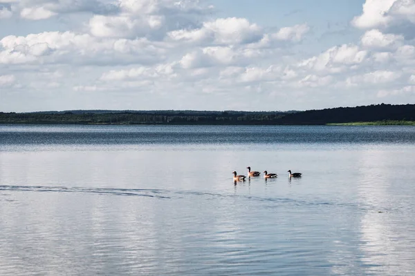 Paisagem Foto Lago Patos Pássaros Céu Verão — Fotografia de Stock