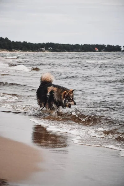 Portrait Young Finnish Lapphund Dog Playing Outdoors Nature Beach — стокове фото