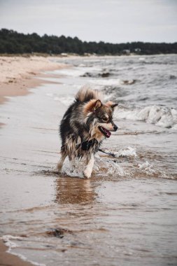 Plajda açık havada oynayan genç bir Fin Lapphund köpeğinin portresi.