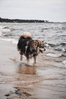 Plajda açık havada oynayan genç bir Fin Lapphund köpeğinin portresi.