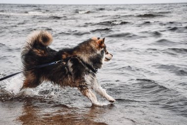 Plajda açık havada oynayan genç bir Fin Lapphund köpeğinin portresi.
