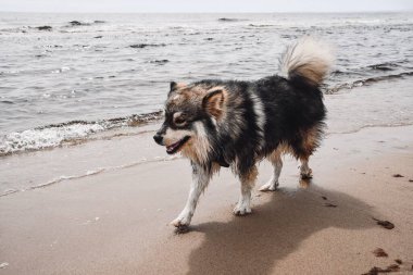 Plajda açık havada oynayan genç bir Fin Lapphund köpeğinin portresi.