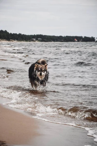 ビーチで自然の中で屋外で遊んでいる若いフィンランドのラップランド犬の肖像画 — ストック写真