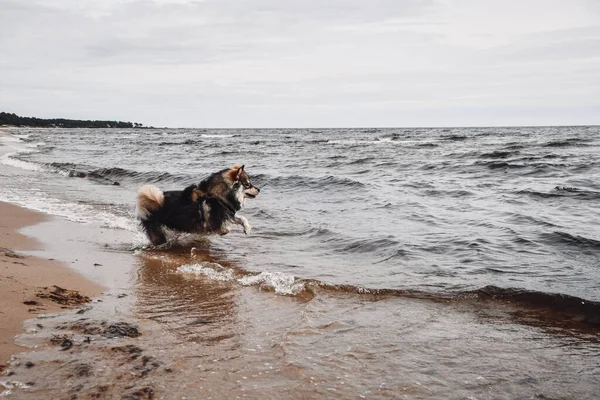 Plajda açık havada oynayan genç bir Fin Lapphund köpeğinin portresi.