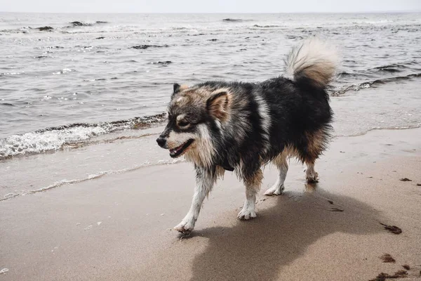 Portrait Young Finnish Lapphund Dog Playing Outdoors Nature Beach — 图库照片