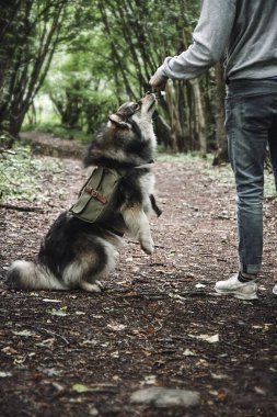 Ormanda ya da ormanda yeşil sırt çantası takan genç bir Fin Lapphund köpeği portresi