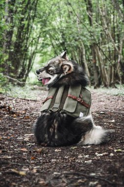 Ormanda ya da ormanda yeşil sırt çantası takan genç bir Fin Lapphund köpeği portresi