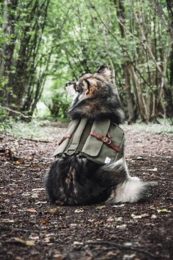 Ormanda ya da ormanda yeşil sırt çantası takan genç bir Fin Lapphund köpeği portresi