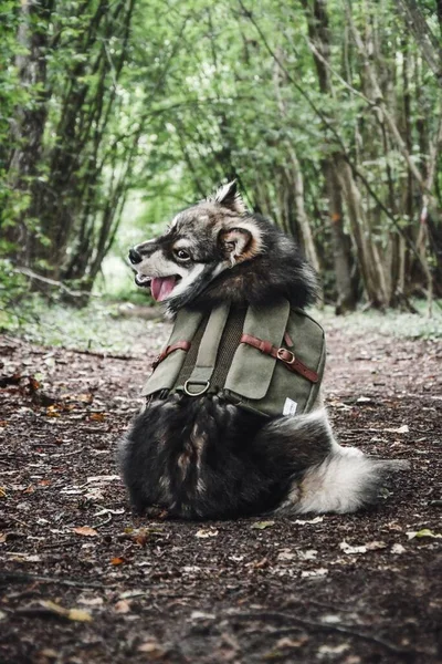 Retrato Jovem Cão Lapphund Finlandês Usando Mochila Verde Floresta Floresta — Fotografia de Stock