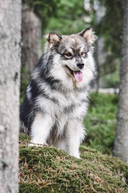 Doğada oturan genç bir Fin Lapphund köpeğinin portresi.