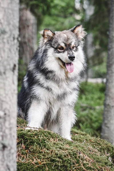 Portret Młodego Fińskiego Psa Lapphund Siedzącego Świeżym Powietrzu Naturze — Zdjęcie stockowe