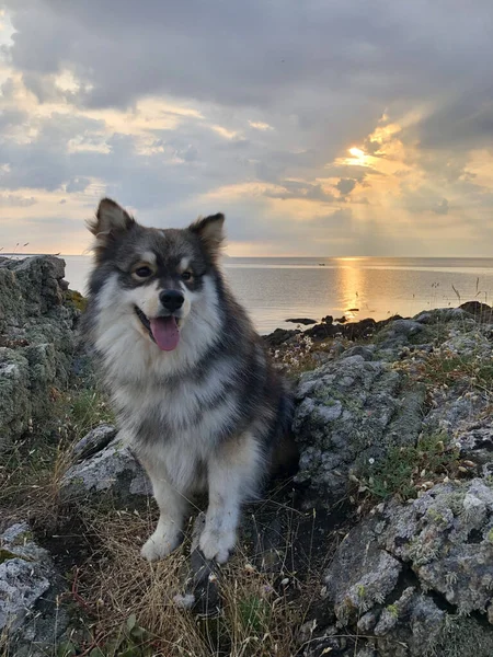 Портрет Молодого Фінського Лапфундського Собаку Сидить Відкритому Повітрі Природі — стокове фото