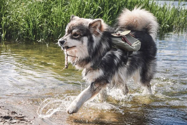 Portrait Young Finnish Lapphund Dog — Stock Photo, Image