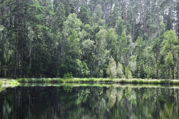 Landschaftsbild Von Wald Und Bäumen Reflektiert — Stockfoto