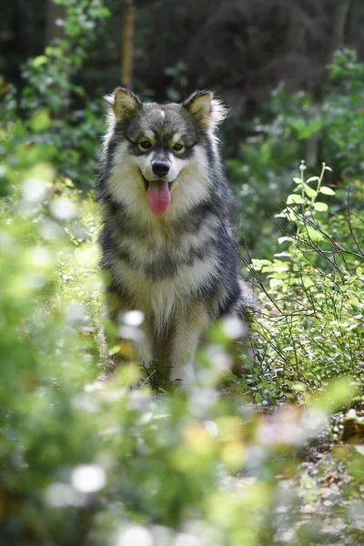 Retrato Joven Perro Lapphund Finlandés — Foto de Stock