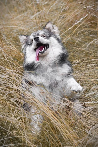 Retrato Jovem Cão Lapphund Finlandês — Fotografia de Stock