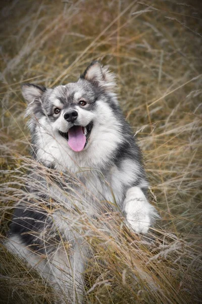 Портрет Молодого Фінського Лапфундського Собаку — стокове фото