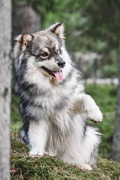 Προσωπογραφία Ενός Νεαρού Φινλανδού Σκύλου Lapphund — Φωτογραφία Αρχείου