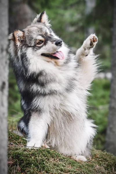Portrait Jeune Chien Finlandais Lapphund Agitant — Photo