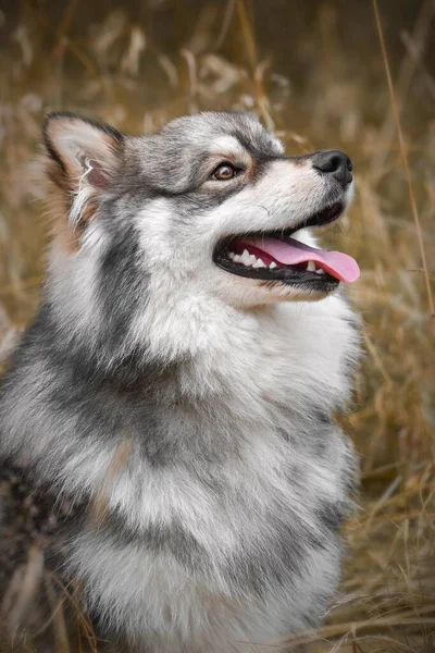 Portret Van Een Jonge Finse Lapphund Hond — Stockfoto