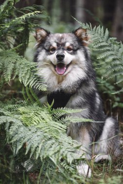 Genç bir Fin Lapphund köpeğinin portresi