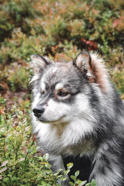 Retrato Joven Perro Lapphund Finlandés — Foto de Stock