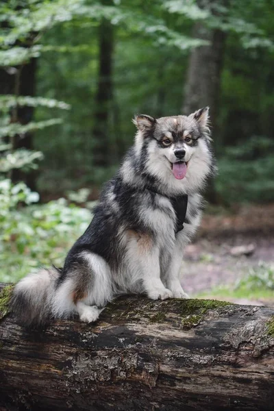 Portret Młodego Fińskiego Psa Lapphunda — Zdjęcie stockowe