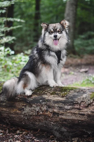 Retrato Jovem Cão Lapphund Finlandês — Fotografia de Stock