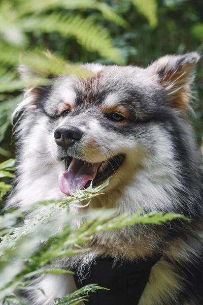 Portrait Jeune Chien Finlandais Lapphund — Photo