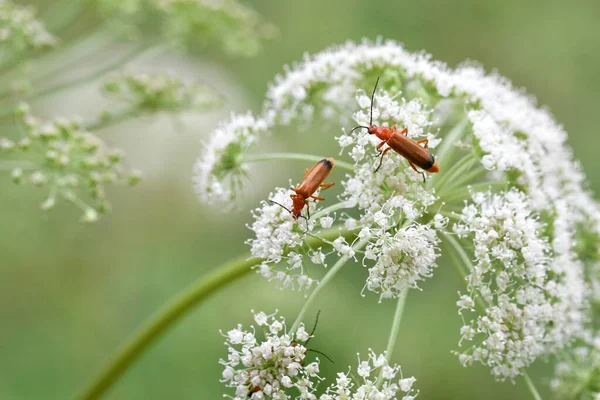 花の上の昆虫や甲虫の閉鎖またはマクロ — ストック写真