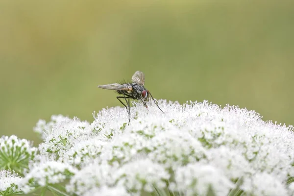 Närbild Eller Makro Fluga Blomma — Stockfoto