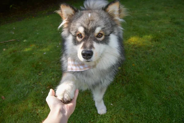 Retrato Jovem Cão Lapphund Finlandês Fazendo Truque Pata — Fotografia de Stock