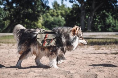 Genç bir Fin Lapphund köpeğinin açık havada sırt çantalı portresi.