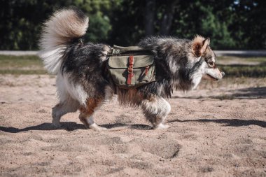 Genç bir Fin Lapphund köpeğinin açık havada sırt çantalı portresi.