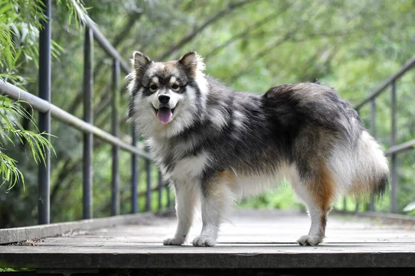 Portret Młodego Fińskiego Psa Lapphund Świeżym Powietrzu Naturze — Zdjęcie stockowe
