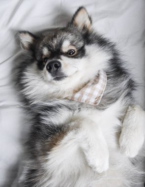 İçerde sırt üstü yatan genç bir Fin Lapphund köpeği portresi.