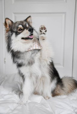 Genç bir Fin Lapphund köpeğinin portresi. Kapalı mekanda 